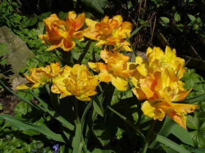 DSC01941xy.jpg