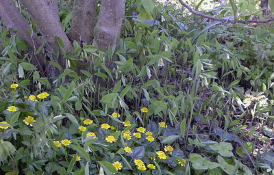 Uvularia_sessilifoliaRimg0258.JPG
