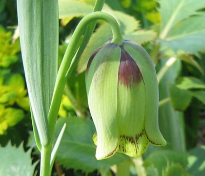 Frittilaria_20050503.jpg