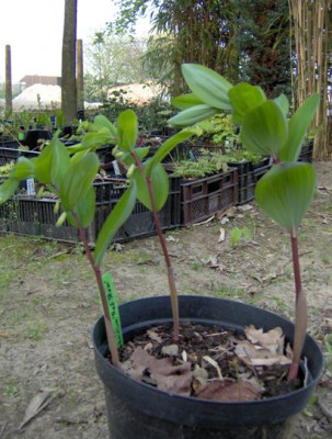 polygonatum_Red_Stem_verkleind.JPG