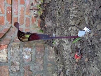 arisaema_verkleind.JPG