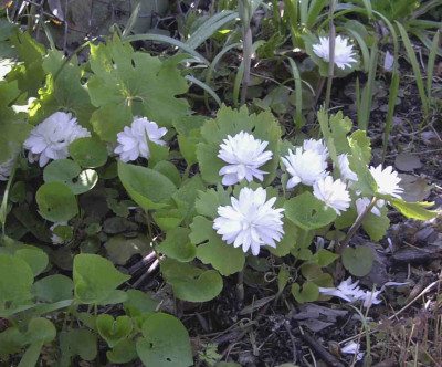 Sanguinaria_canadensis_MultiplexRimg0247.JPG