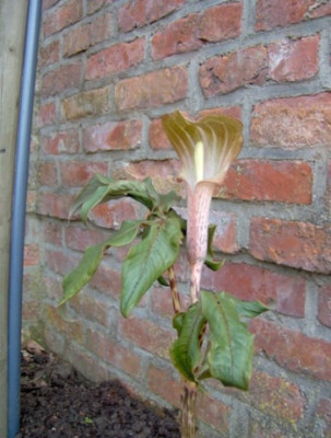 arisaema_2_verkleind.JPG