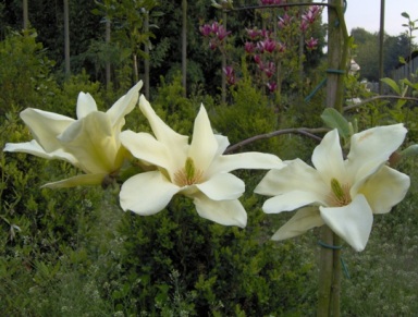 magnolia_sun_ray_verkleind.JPG