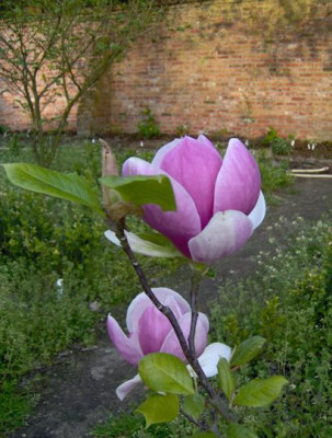magnolia_lennei_verkleind.JPG
