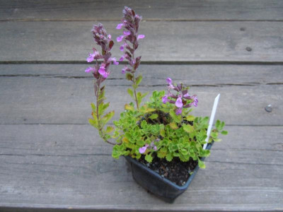 Gartenwelten Wertheim 110715 009.JPG