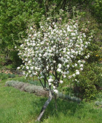 Malus_20060503.jpg