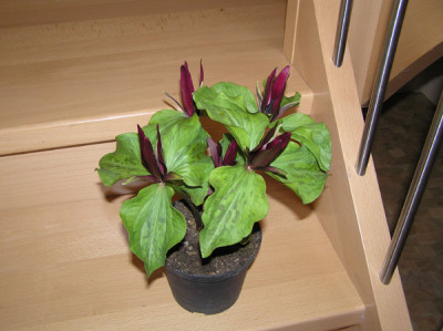 Trillium_sessile.jpg