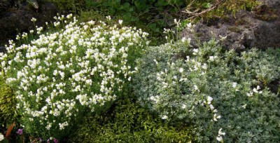 Draba_sundermannii_Arenaria_obtusiloba_2006-05-01.JPG