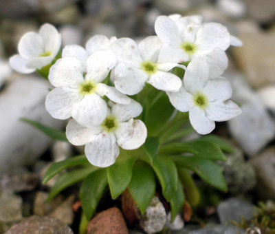 Androsace_mathildae_2006-05-01.JPG
