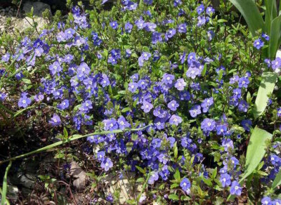 Veronica_peduncularis_Georgia_Blue_2006-05-01.JPG