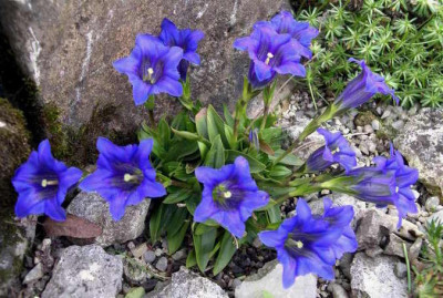 Gentiana_clusii_2006-05-02.JPG