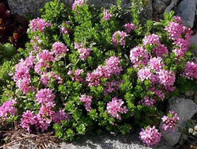 Daphne_cnoerum_pygmea_2006-05-02.JPG