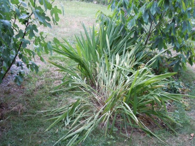 Crocosmia paniculata getrocknet.JPG