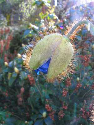 Meconopsis_fars.jpg