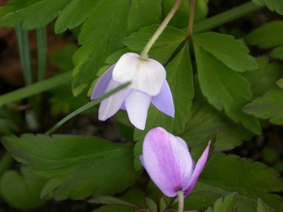 anemone_nemorosa_vergleich1.jpg