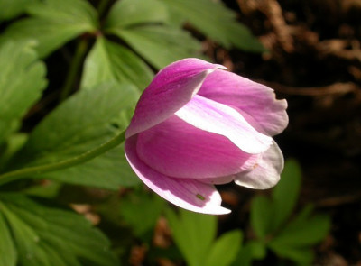 anemone_nemorosa_karla_schneider1_g.jpg