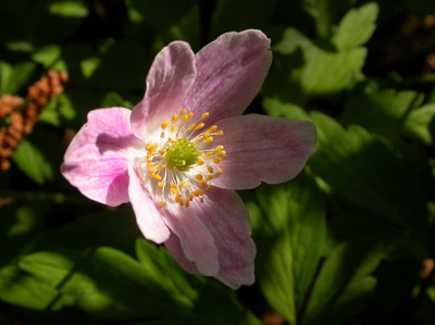 anemone_nemorosa_karla_schneider4_g.jpg