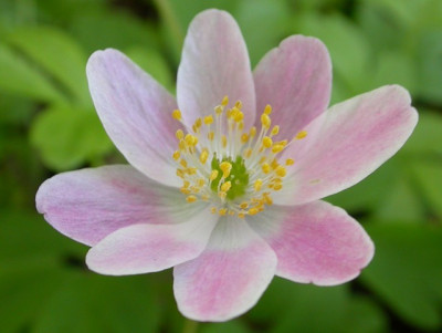 anemone_nemorosa_karla_schneider3_g.jpg