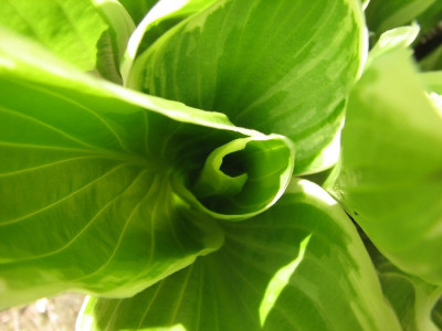 Hosta3.05.06_007.jpg