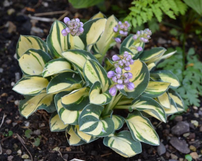 Hosta-DesterMouse.15-1.jpg