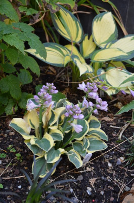 Hosta-LuckyMouse.15-1.jpg