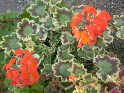 garten 004.JPG