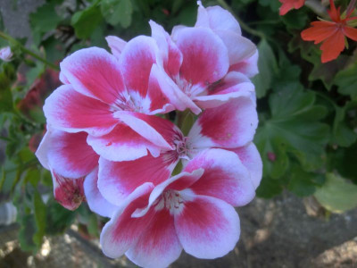garten 002.JPG
