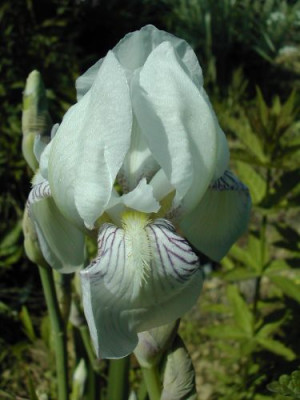 unbek_weissse_Iris.jpg