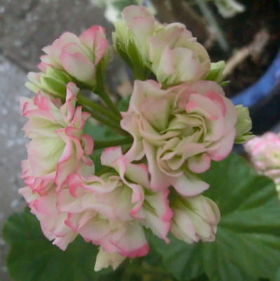 garten 003.JPG