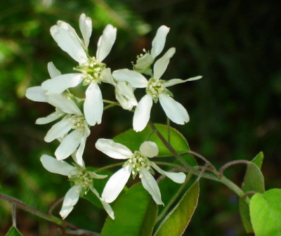 Amel0506.jpg