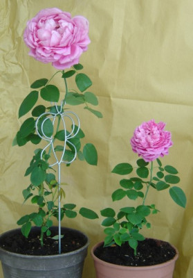 rosensteckling5.jpg