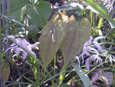 Epimedium_leptorrhizumRimg0259.JPG