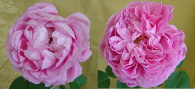 rosensteckling8.jpg