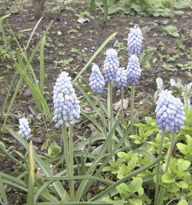 Muscari_Babys_BreathRimg0231.JPG