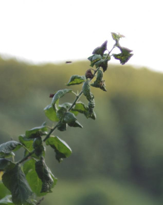 K5119233.jpg