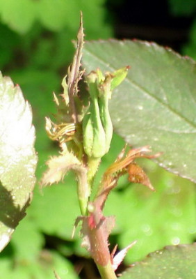 Viridiflora0506.jpg
