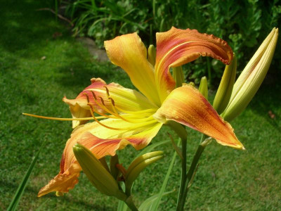IMGP8932.JPG