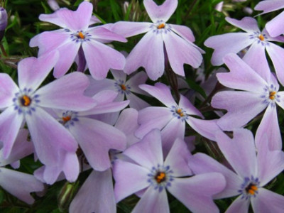 Polsterphlox.jpg