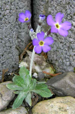 3.5.06._Primula_halleri_002.JPG