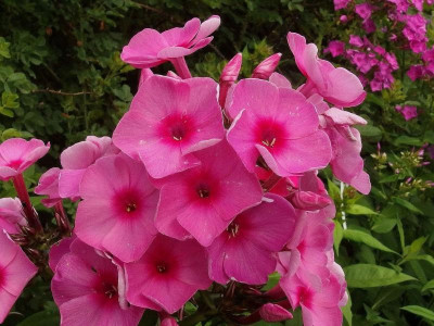 77.Sä.2014_Ga 2_P7101186.JPG