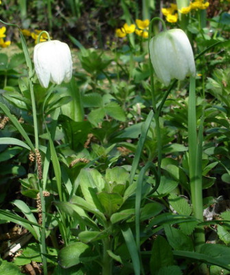 Fritillaria_meleagris_0506.jpg