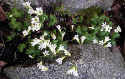 Primula_takedana_2006-05-03.JPG