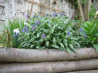 unbek._pulmonaria.jpg