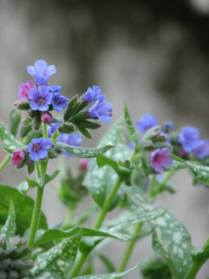 unbek_pulmonaria.jpg