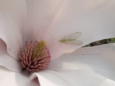 Magnolia-05-06.jpg