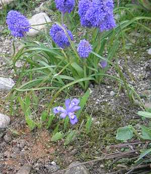 _Iris_lacustris___a.jpg