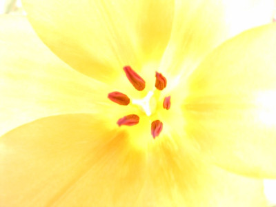 rote_tulpe_ueberbel.jpg