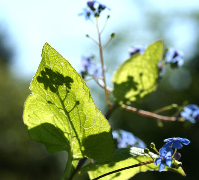 Brunnera-macrophylla.jpg