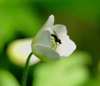 Insekt-auf-Anemone.jpg